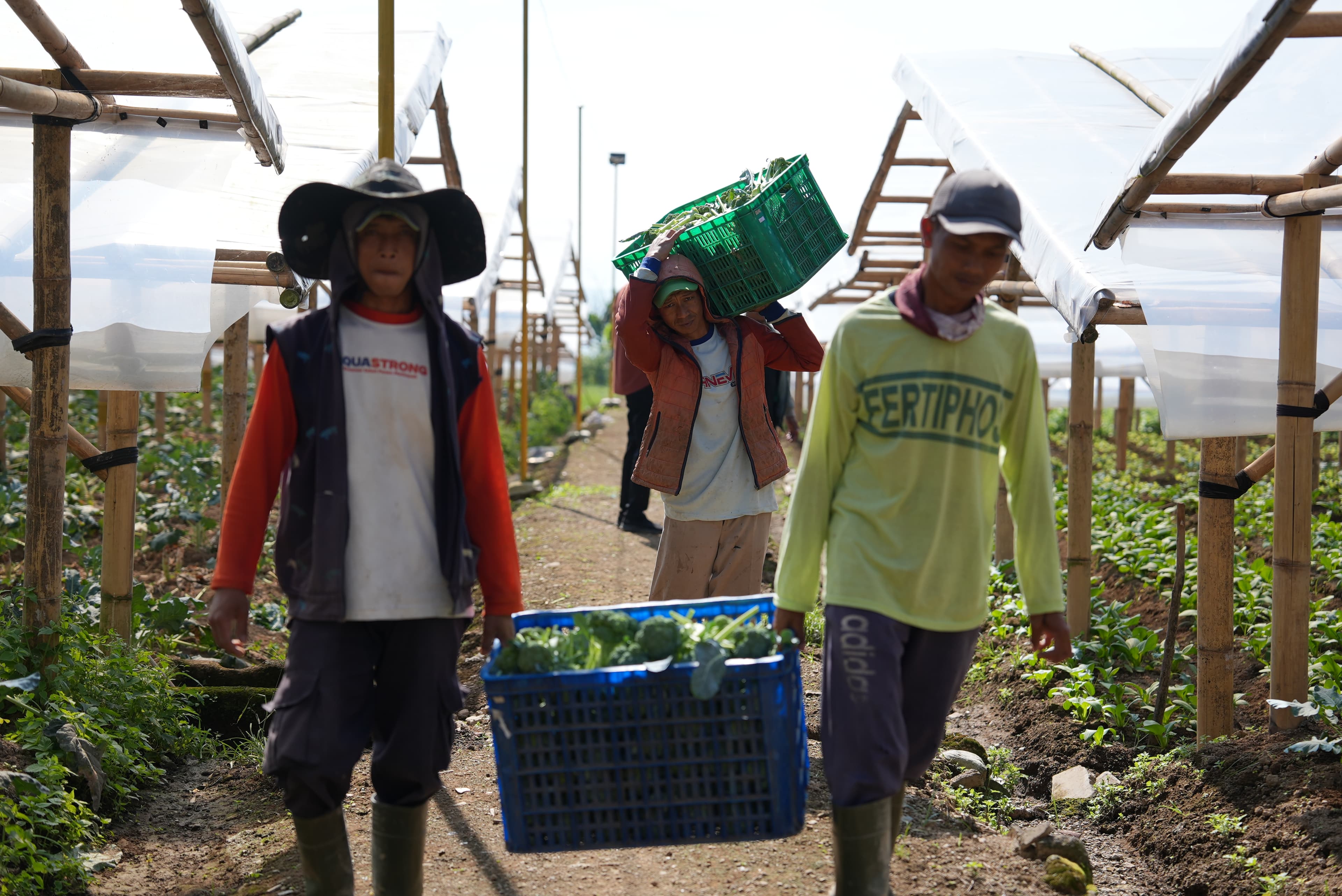 Program MBG Dongkrak Ekonomi Petani Sayur Cipanas, Bantu Modal hingga Penuhi Kebutuhan Keluarga